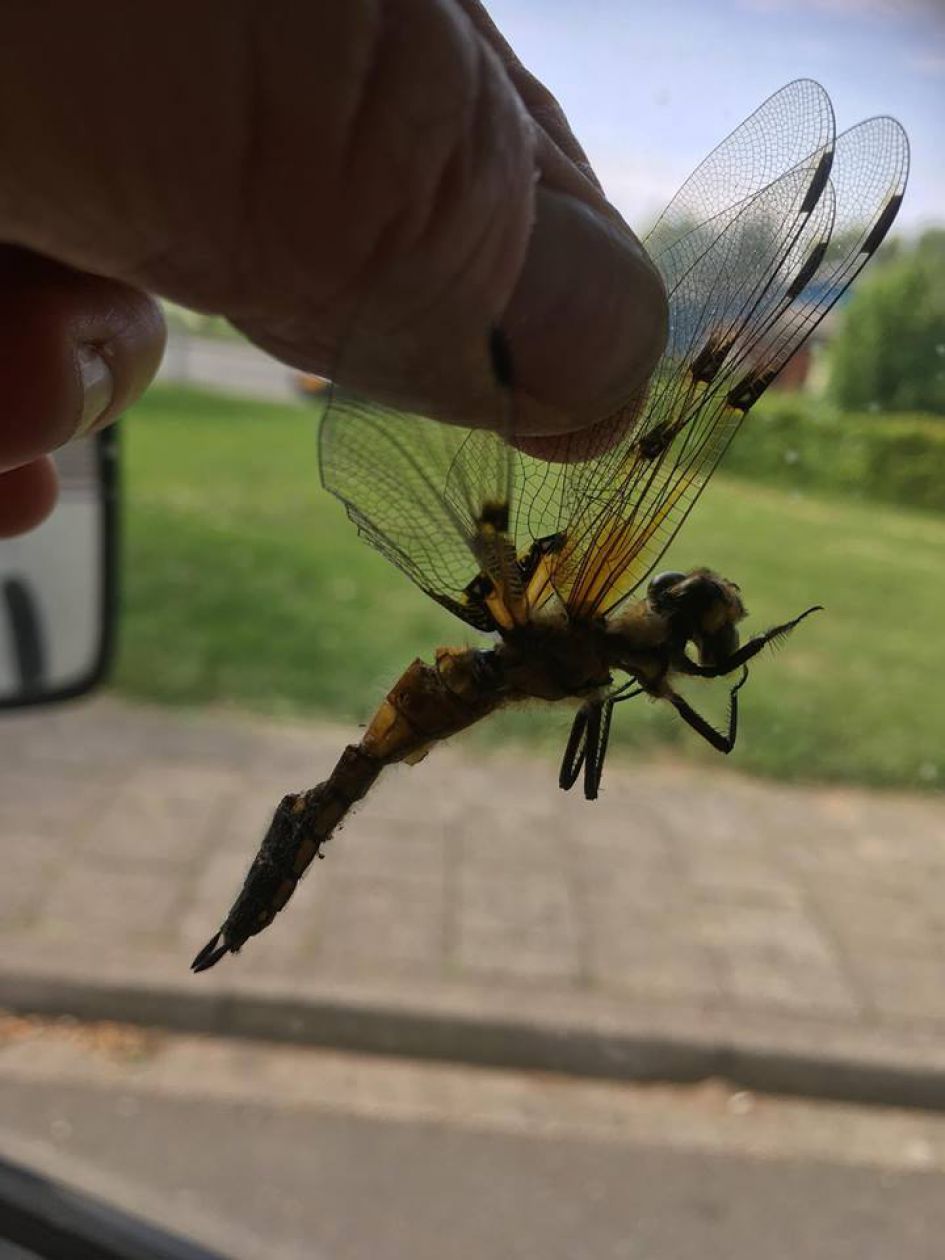 Wat is dit voor een insect?